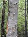 Filename=white-birch-bark-400.jpg
Filesize=22KiB
Dimensions=200x266
Date added=Oct 22, 2014 white-birch-bark-400.jpg